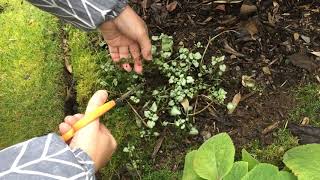 Lamium  Winter Pruning [upl. by Harwin]