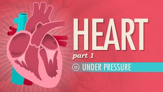 The Heart Part 1  Under Pressure Crash Course Anatomy amp Physiology 25 [upl. by Deth]