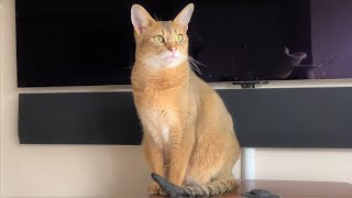 Tips for Raising a Chausie Cat [upl. by Ailuy3]