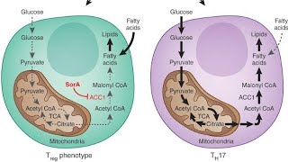 Chapter 16 Fatty Acid Synthesis Easily Explained [upl. by Sasha283]