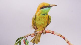 Green bee eater Bird Drawing with color pencils  How to draw bird  Draw and color a bird [upl. by Nostrebor]