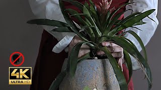 Transplanting Guzmania lingulata ASMR  Care Tips amp Natural Sounds for Relaxation notalking 4k [upl. by Micaela644]