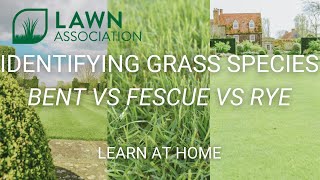 IDENTIFYING GRASS SPECIES  BENT vs FESCUE vs RYE  IS YOUR LAWN READY FOR SPRING  Lawn Association [upl. by Ennasil]