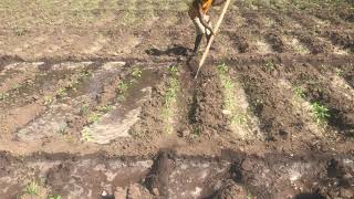 Furrow irrigation for green pepper 🫑 [upl. by Tamarra]