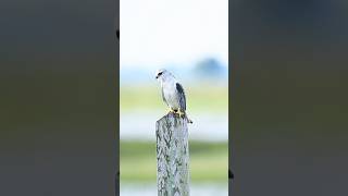 Blackshouldered Kiteស្ទាំងលលកBird of Boeung prek Lapouv protected landscape birdphotography [upl. by Rhtaeh833]