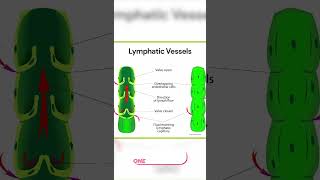 Lymph Vessels [upl. by Eralc]