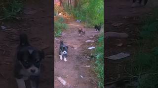 cute puppies Barking and chasing mebeautiful baby dog hungry viral [upl. by Delbert]