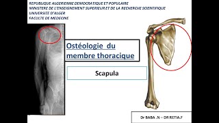 1ére année médecine  anatomie de la scapula et lhumérus [upl. by Namaan]