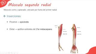 7 Músculos del Antebrazo Grupo Externo  MIOLOGIA DE LOS MIEMBROS [upl. by Aratihc]