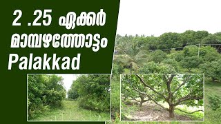 Land For Sale In Palakkad Muthalamada  Contact Owner Directly [upl. by Eannyl674]