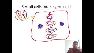 SERTOLI CELL blood testis barrier [upl. by Britni]