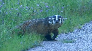 Wisconsin Badger Wild [upl. by Ahsinid]