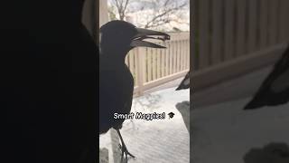 Magpie Shares Breakfast with Human 🍳 magpie smart birds tricks [upl. by Garrik]