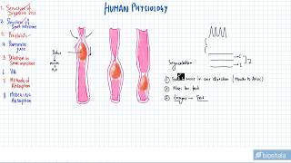 613IB Diploma biology HUMAN PHYSIOLOGY Digestion and absorptionPeristalsis [upl. by Weissmann465]