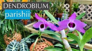 Dendrobium parishii [upl. by Yaker633]