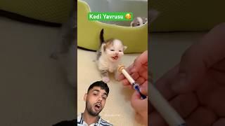 Kedi yavrusu süt içiyor 🐈 Kedileri seven varmı [upl. by Maisey]