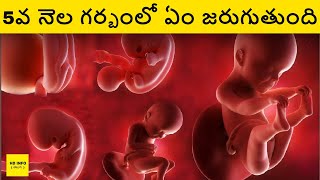 5th month of pregnancy in Telugu  Pregnancy 5th Month Baby Development and Movements In Telugu 5 [upl. by Stefan]