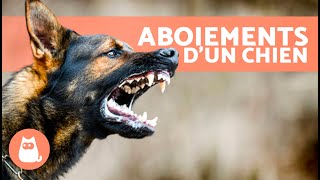 Les meilleures VIDÉOS de CHIENS QUI ABOIENT 🐶🐾 ABOIEMENTS de CHIENS en Colère Heureux et Drôles [upl. by Maddis]