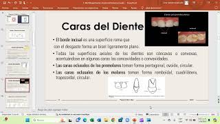 Anatomía Dental  Morfología Dental [upl. by Oidivo960]