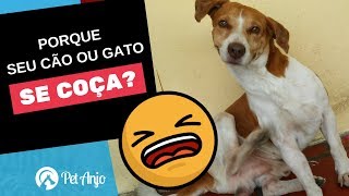 Coceira de cachorro e gato porque estão se coçando [upl. by Yrekcaz873]