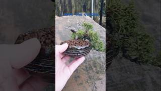 Juniper get a new pot bonsai shorts gardening bonsaitree [upl. by Allicerp]