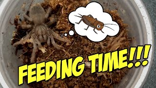 TARANTULA SLING FEEDING [upl. by Camus]