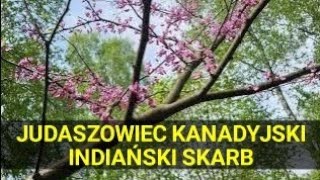 Judaszowiec kanadyjski piękny krzew przekąska dzieci Czirokezów i lek na przeziębienie [upl. by Isaiah]