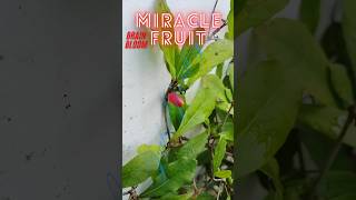 Miracle Fruit Facts and Benefits nature benefits miracle fruit facts interestingfacts [upl. by Oker]