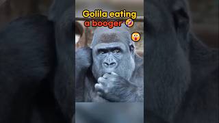 Gorilla eating a booger amp funny golia 🤣😂 funny shorts funnyanimals [upl. by Eyahs]