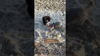 Dachshund vs Yorkie [upl. by Cyprio641]