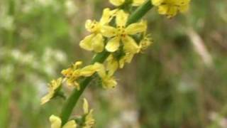 Bach Flower Remedies  Agrimony [upl. by Ssej]