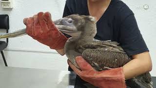 Alarmante aumento en el ataque a pelicanos en la costa sur de jalisco [upl. by Giliana157]