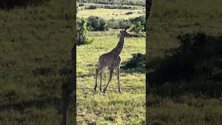 Baby giraffe maasaimara kenya safari [upl. by Yukio]