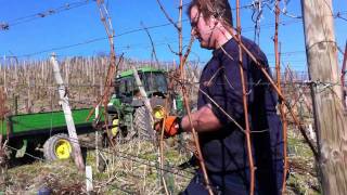 Weinreben werden im Frühjahr geschnitten [upl. by Atnad]