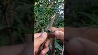 Modified Cleft Grafting Technique pinoygrafter mangografting [upl. by Yun]