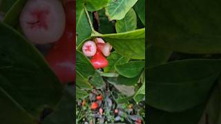 Fresh fruits  Garden  Mother fruit fresh garden health tasty [upl. by Jorey]