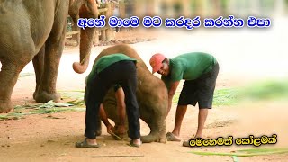 අනේ කිචි කවන්න එපා මාමේ  Sajjana And Dissa Cute Baby Elephant Pinnawala [upl. by Enneirdna]