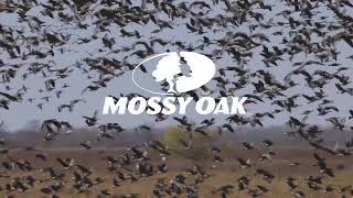 Specklebelly Arrive  Mossy Oak Moments [upl. by Rego]