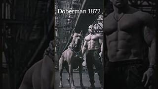 Doberman dog in 1872cetury 😱😱😱😱 popular shortfeed shorts [upl. by Irod]