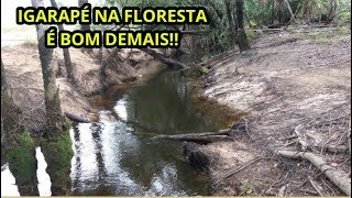 Jaguarari uma experiência na Amazônia – igarapé com água cristalina um retrato da floresta [upl. by Attwood433]