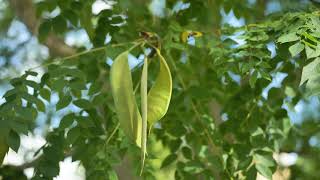 Gymnocladus dioicus  Kentucky Coffee Tree [upl. by Aufmann417]