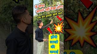 सिंदूर का पौधा 💥 shorts trendingshorts  sindur ki kheti [upl. by Aekan42]