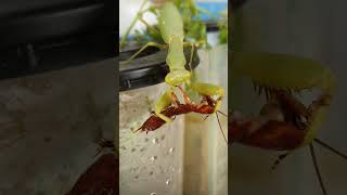 Mantis eating cockroach 4 mantis insect shortsvideo [upl. by Annawyt]