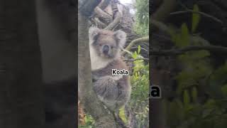 nature naturelovers natureshorts nativeanimals marsupial koala like subscribe [upl. by Enitsirhc]