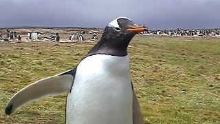 Funny Penguin Video 3  Gentoo Penguins [upl. by Beuthel]