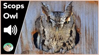 Scops Owl  Sounds [upl. by Suilenrac113]