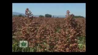 Agroscience  Paquete para Sorgo [upl. by Dirraj]