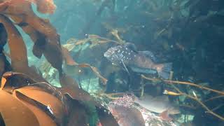 Freediving Vancouver Island September 2017 [upl. by Katrina]