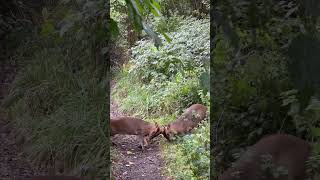 Muntjac fight🦌 [upl. by Scales]