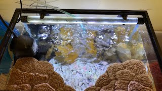 Setting Aquarium Kurakura Brazil plus Basking tempat berjemur [upl. by Undine]